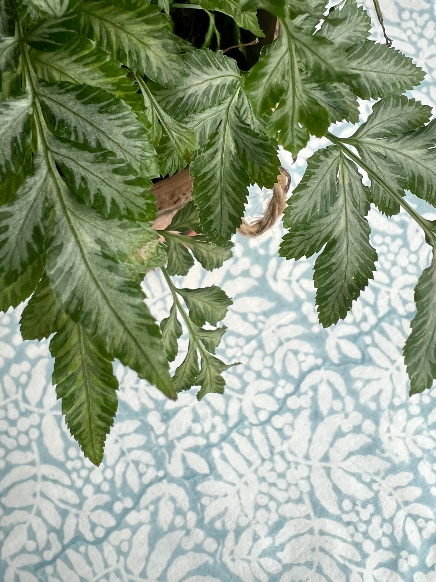 Gathered Garden Tablecloth in Dream Blue